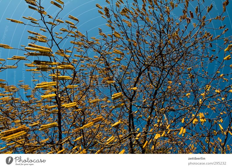 Pollenalarm Sonne Himmel Haselnuss Haselnussblatt Sträucher Baum Zweig Blüte Pollenflug lämmerschwanz Nuss Frühling Pflanze Wolkenloser Himmel Schönes Wetter