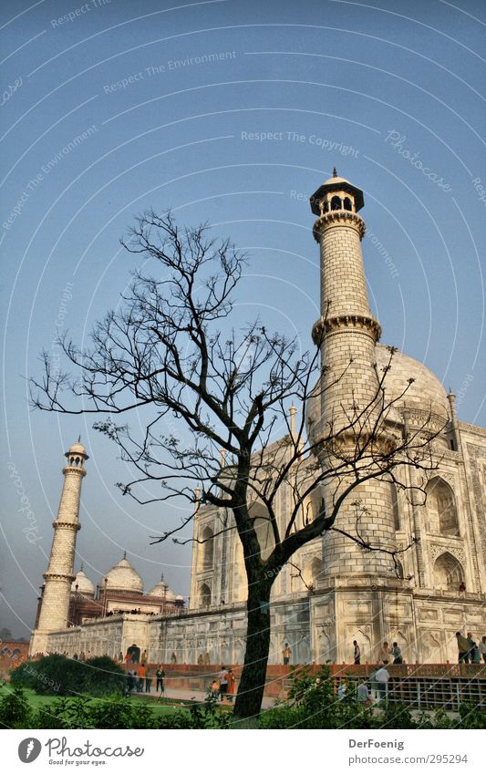 Taj Mahal Baum Agra Bauwerk Sehenswürdigkeit Wahrzeichen Denkmal Vergangenheit Farbfoto Außenaufnahme Morgen Froschperspektive
