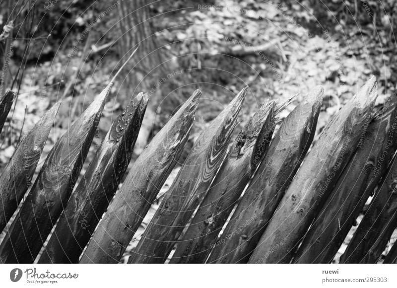 //////// Häusliches Leben Garten Zaunpfahl Grundstücksgrenze Gartenarbeit Landschaft Herbst Wald Holz alt fest Spitze trist grau schwarz weiß Sicherheit Schutz