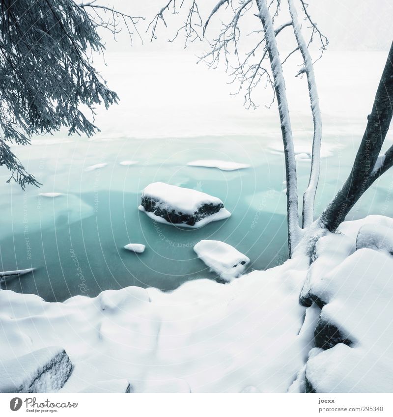 gekommen um zu bleiben Wasser Winter Wetter Eis Frost Schnee Baum Seeufer Mummelsee Stein hell kalt blau schwarz weiß ruhig Idylle Farbfoto Gedeckte Farben