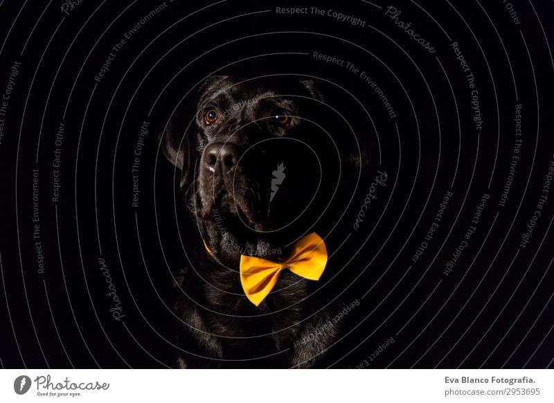 Schöner schwarzer Labrador mit Fliege über schwarzem Hintergrund Lifestyle elegant Freude schön Freizeit & Hobby Sommer Freundschaft Erwachsene Tier Haustier