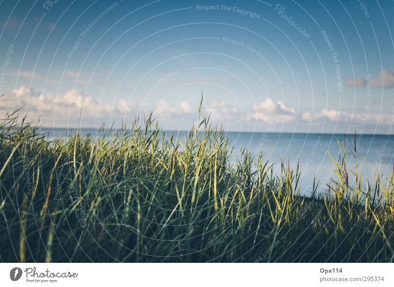 Meeresblick Umwelt Natur Landschaft Pflanze Tier Wolken Sonne Sommer Schönes Wetter Sträucher Grünpflanze Küste Strand Nordsee See Erholung Unendlichkeit blau