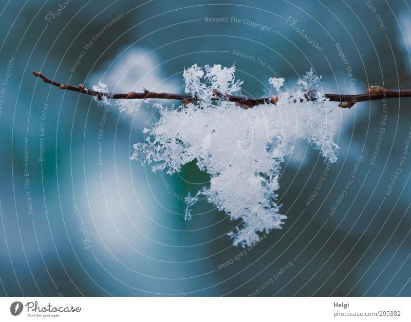 Frühlingsflocken... ;-) Umwelt Natur Winter Eis Frost Schnee Pflanze Zweige u. Äste glänzend hängen ästhetisch außergewöhnlich frisch schön einzigartig kalt