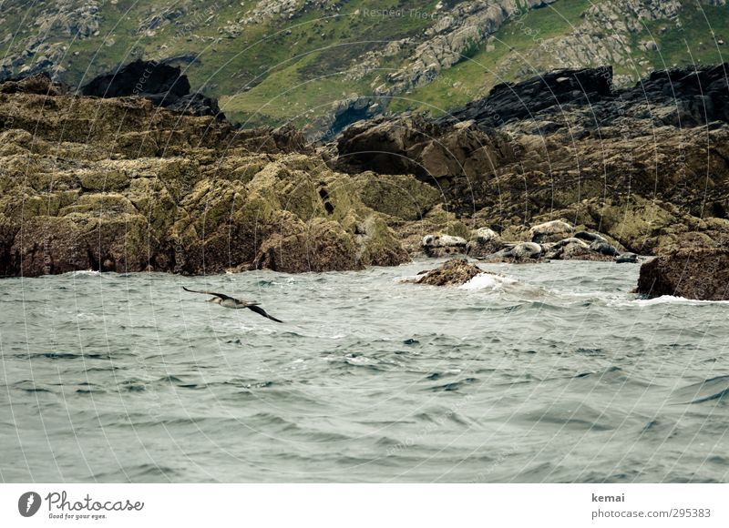 Felsiges Ufer Umwelt Natur Landschaft Wasser Sommer schlechtes Wetter Hügel Felsen Wellen Küste Meer Insel England Wildtier Vogel Seehund 1 Tier Tiergruppe