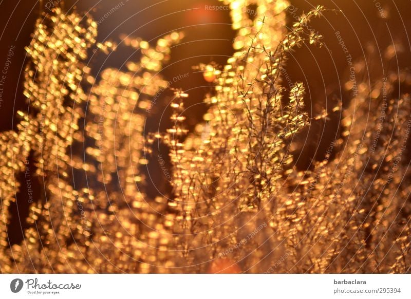 Goldregen für den Goldjungen Natur Sonne Frühling Schönes Wetter Pflanze Sträucher leuchten ästhetisch fantastisch glänzend viele Wärme gold Gefühle Stimmung
