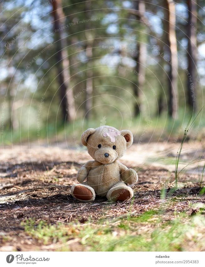 verlassener brauner Teddybär Sommer Natur Sand Park Wald Spielzeug Puppe alt Blick sitzen klein niedlich weich Freundlichkeit Traurigkeit Einsamkeit Rücken Bär