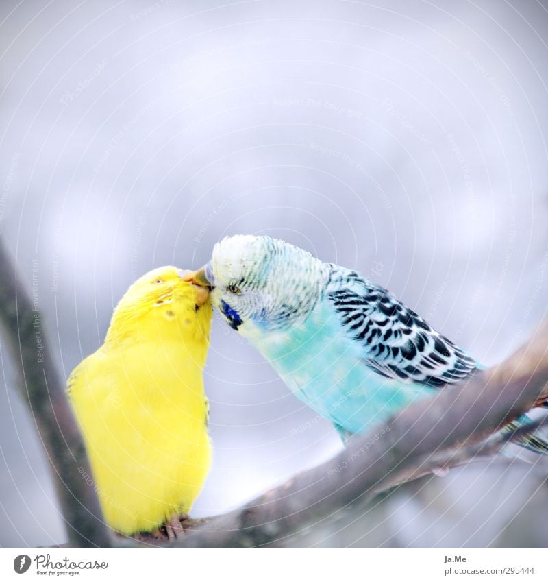 Der Kuss Umwelt Tier Wildtier Vogel Tiergesicht Flügel Wellensittich 2 Schwarm Tierpaar füttern Küssen Zusammensein Glück blau gelb grau Gefühle Liebe Tierliebe