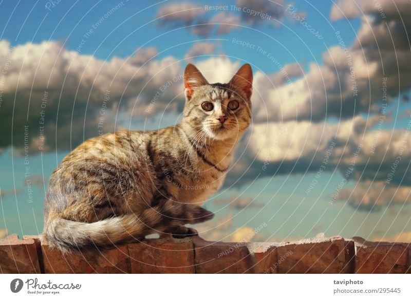 Katze auf dem Dach stehend Gesicht Natur Tier Urelemente Luft Himmel Wolken Gewitterwolken Unwetter Pelzmantel Behaarung Haustier 1 klein niedlich blau braun