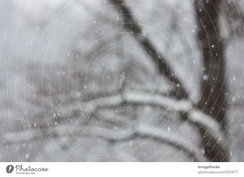 Ostern 2013 Natur Tier Winter Klima Klimawandel Nebel Eis Frost Schnee Schneefall Baum kalt weiß Unlust Sehnsucht stagnierend Schneeflocke Farbfoto