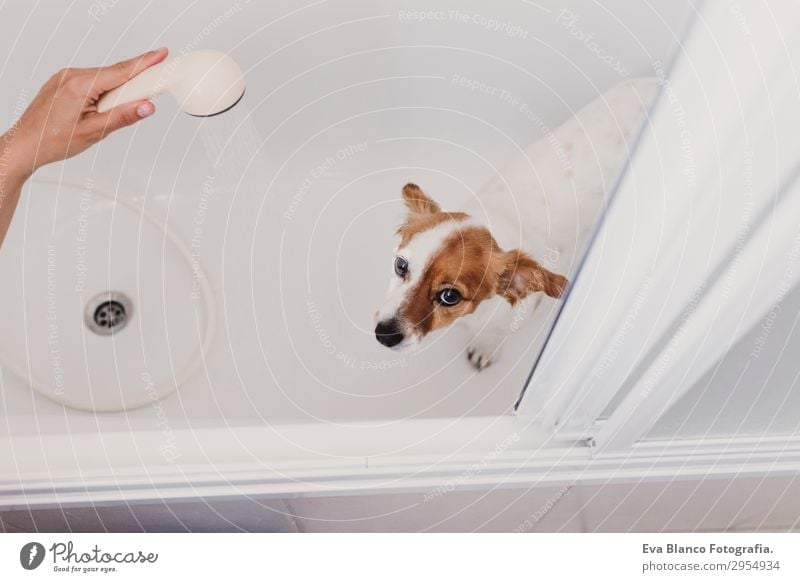 süsser schöner kleiner Hund nass in der Badewanne badenfertig Freude Freizeit & Hobby feminin Junge Frau Jugendliche Erwachsene Freundschaft Hand 1 Mensch