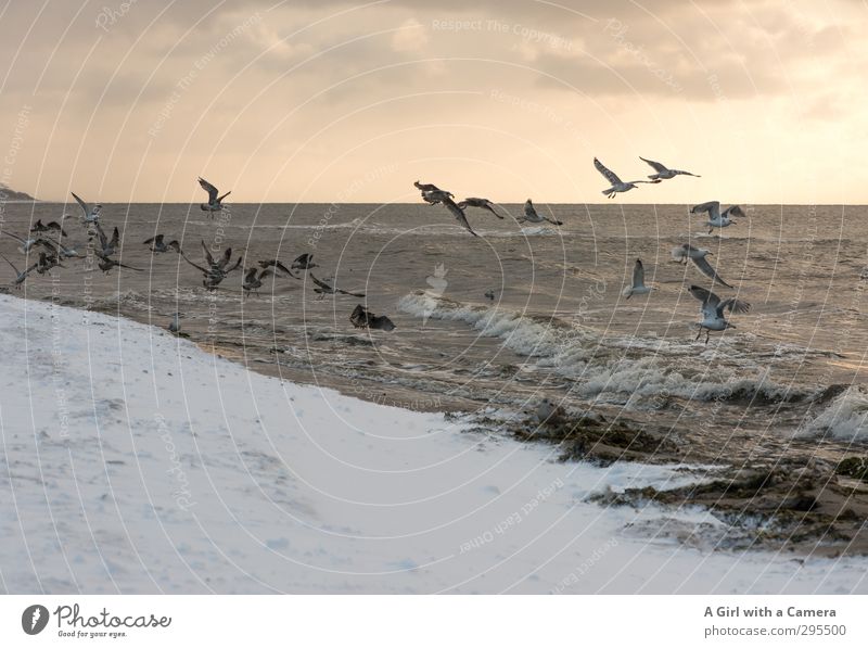 V Umwelt Natur Landschaft Tier Urelemente Sand Himmel Horizont Sonne Winter Schönes Wetter Schnee Ostsee Meer Vogel Möwenvögel Tiergruppe Schwarm fliegen wild
