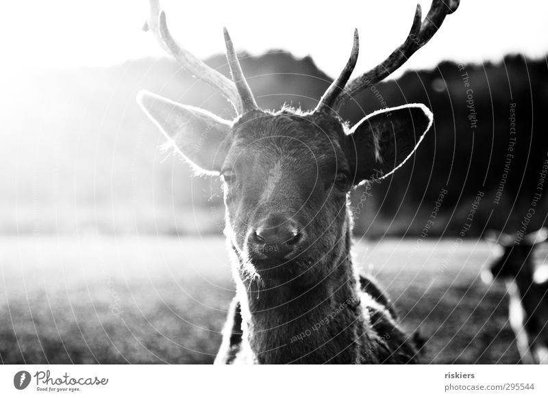 glowing deer iv Umwelt Natur Frühling Schönes Wetter Wiese Feld Hirsche 1 Tier 2 beobachten Blick warten ästhetisch natürlich Kraft Willensstärke Mut