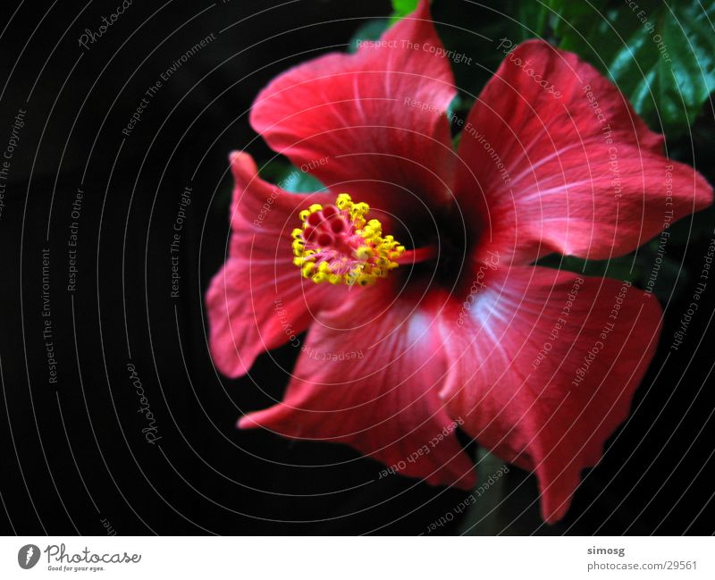 Hibiskus Hibiscus Blüte rot Blume Natur