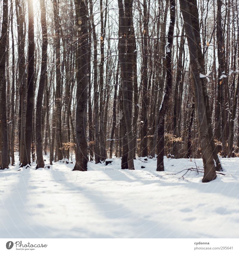 Ein Wintertag harmonisch Wohlgefühl Erholung ruhig Ausflug Abenteuer Winterurlaub wandern Umwelt Natur Sonne Schönes Wetter Eis Frost Schnee Baum Wald