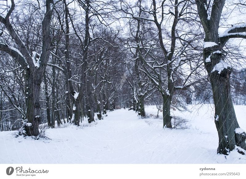 Panoramaweg Erholung ruhig Ausflug Ferne Winterurlaub wandern Mensch 2 Umwelt Natur Landschaft Eis Frost Schnee Baum Bewegung Einsamkeit Horizont Idylle kalt