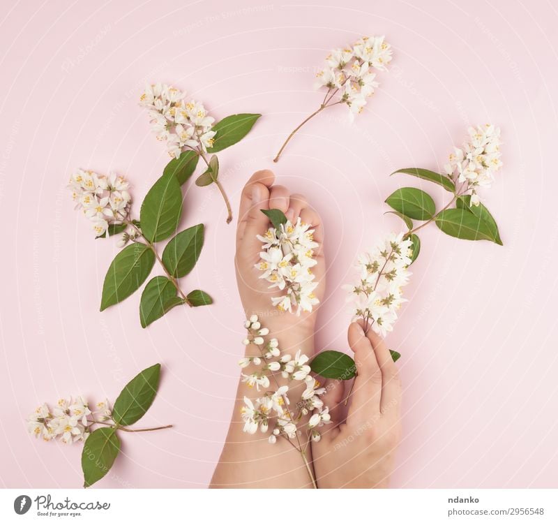 weibliche Hände und rosa kleine weiße Blüten elegant schön Körper Haut Maniküre Kosmetik Behandlung Spa Sommer Frau Erwachsene Hand Finger 1 Mensch 18-30 Jahre