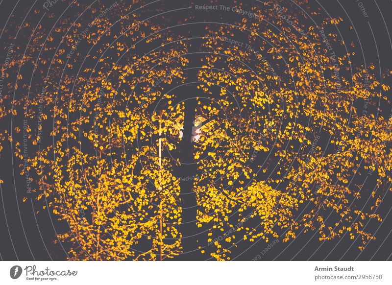 nächtlicher Baum Design Umwelt Vollmond Park dunkel trist Stimmung Einsamkeit Ewigkeit Straßenbeleuchtung Licht Beleuchtung Silhouette Blatt schwarz leuchten