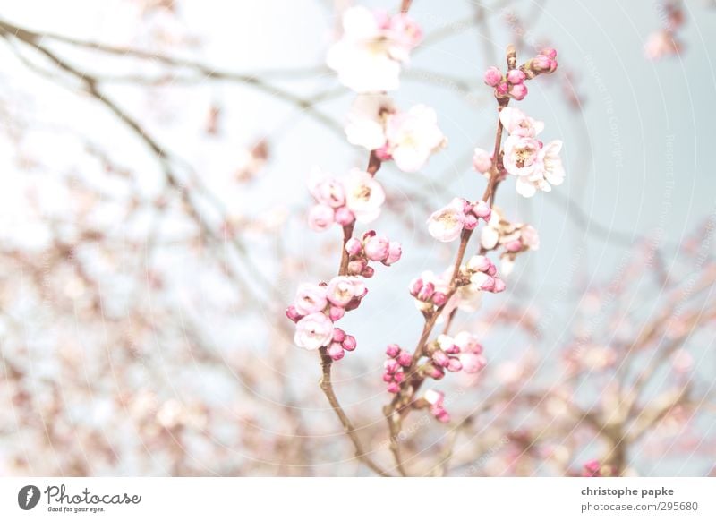 Hanami Pflanze Frühling Schönes Wetter Blüte Blühend exotisch hell Frühlingsgefühle Natur Kirschblütenfest Apfelblüte Japan Japanischer Garten Asien Farbfoto