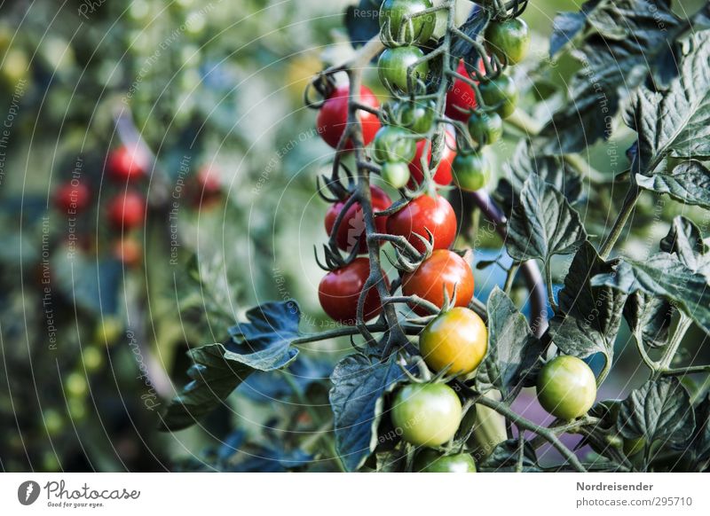 Sommer Lebensmittel Gemüse Ernährung Bioprodukte Vegetarische Ernährung Diät Fasten Italienische Küche Gartenarbeit Landwirtschaft Forstwirtschaft Pflanze
