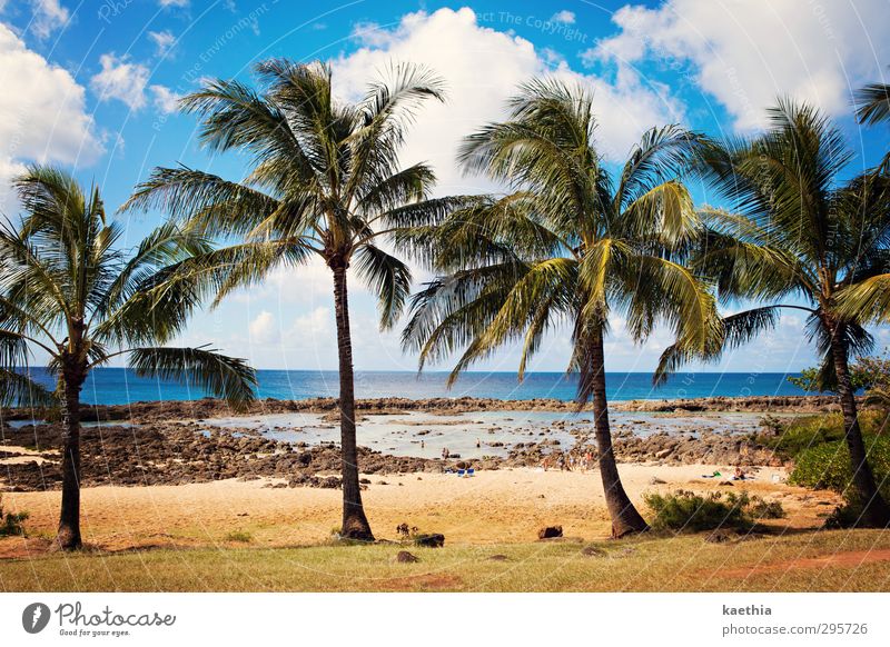hawaii four 0 Schwimmen & Baden Ferien & Urlaub & Reisen Tourismus Abenteuer Ferne Sommer Sonne Sonnenbad Strand Meer Insel Wellen Natur Landschaft Pflanze