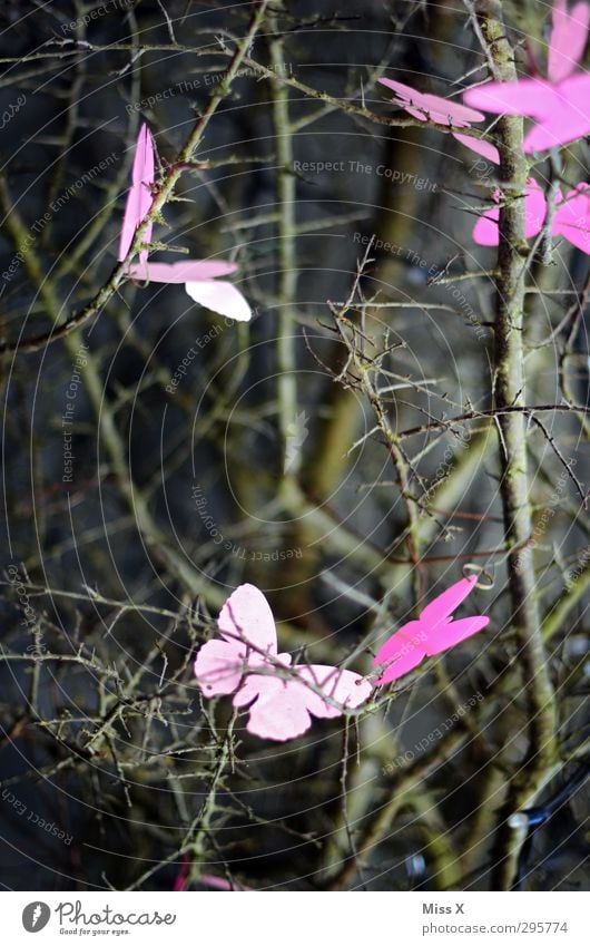 Frühlingsgefühle Pflanze Baum Sträucher Schmetterling Flügel Schwarm fliegen rosa Ast Zweige u. Äste Dekoration & Verzierung flattern Insekt