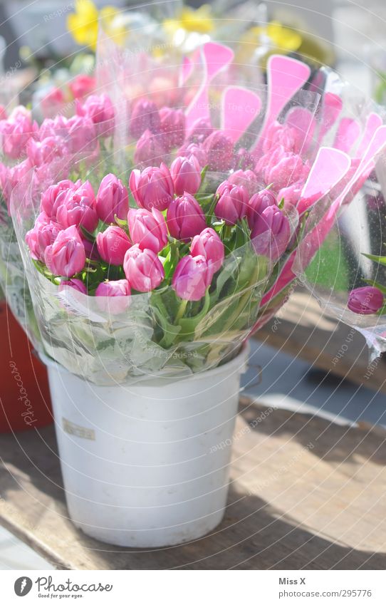Muttertag Valentinstag Frühling Blume Blüte Blühend Duft Blumenvase Tulpe Blumenhändler Blumenstrauß Eimer rosa Farbfoto mehrfarbig Außenaufnahme Menschenleer