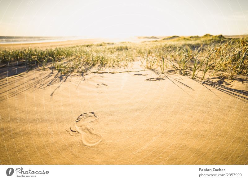 Hinterlasse nur dein Fußabdruck Ferien & Urlaub & Reisen Strand Meer Insel Umwelt Natur Landschaft Erde Wasser Horizont Sonnenaufgang Sonnenuntergang Australien