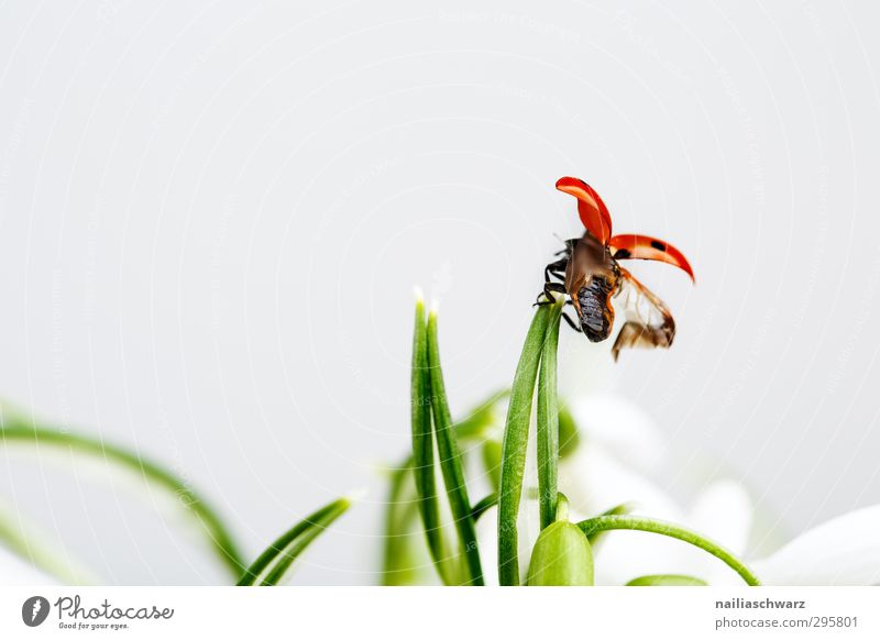 Abflug! Umwelt Pflanze Tier Frühling Blume Gras Wildtier Käfer Flügel Insekt Marienkäfer 1 rennen Bewegung festhalten fliegen Fröhlichkeit lustig niedlich schön