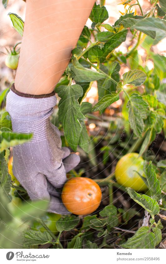 Bauer pflückt Bio-Tomaten aus dem Gemüsegarten. Lebensmittel Frucht Bioprodukte Vegetarische Ernährung Lifestyle Gesundheit Gesunde Ernährung Wellness