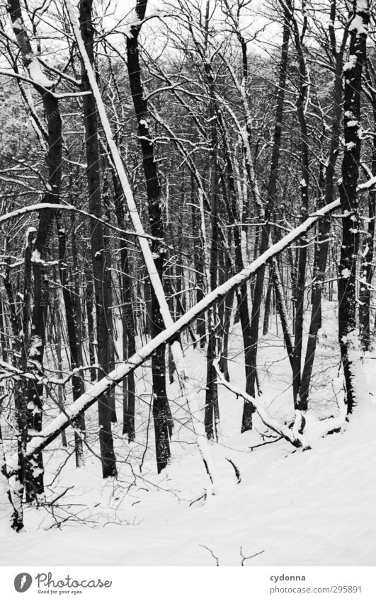 X Umwelt Natur Winter Eis Frost Schnee Baum Wald Zeichen ästhetisch Einsamkeit einzigartig entdecken Freiheit bedrohlich Inspiration kalt Kommunizieren Neugier