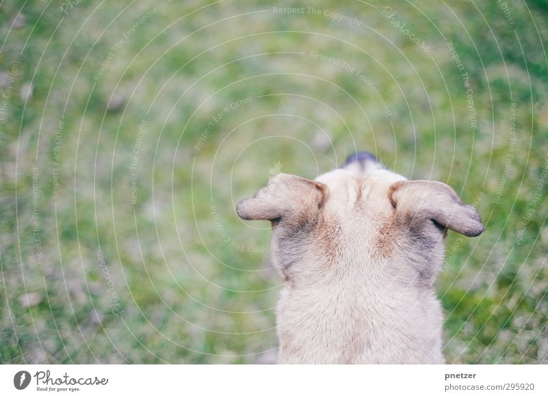 Watch out Umwelt Natur Landschaft Pflanze Gras Garten Park Wiese Tier Haustier Hund 1 Tierjunges beobachten Blick außergewöhnlich frei Unendlichkeit Erholung