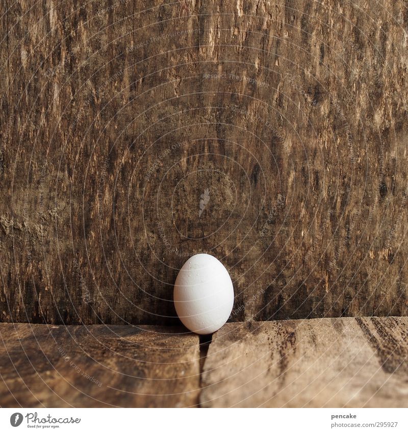 jugendfoto | pränatal Lebensmittel Natur Urelemente Nutztier Vogel 1 Tier Holz Zeichen Beginn entdecken Mittelpunkt Wachstum feminin Ei Hühnerei Küken Geburt