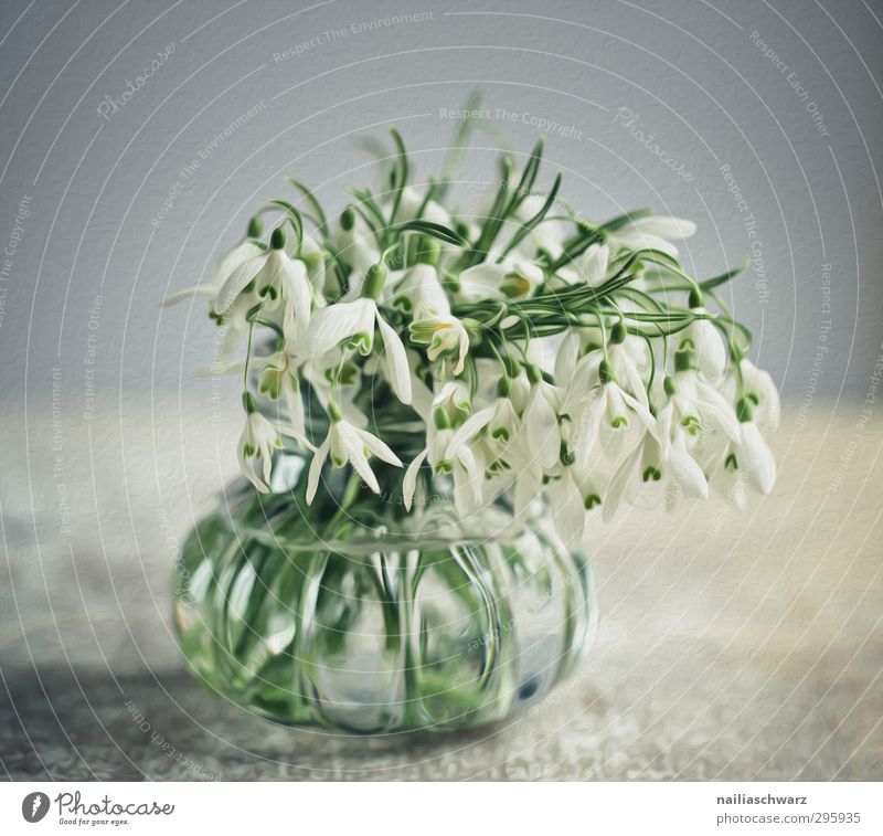 Schneeglöckchen Pflanze Blume Blüte Dose Blumenstrauß Vase Duft verblüht Fröhlichkeit frisch positiv schön blau grau grün Glück Frühlingsgefühle Romantik Idylle