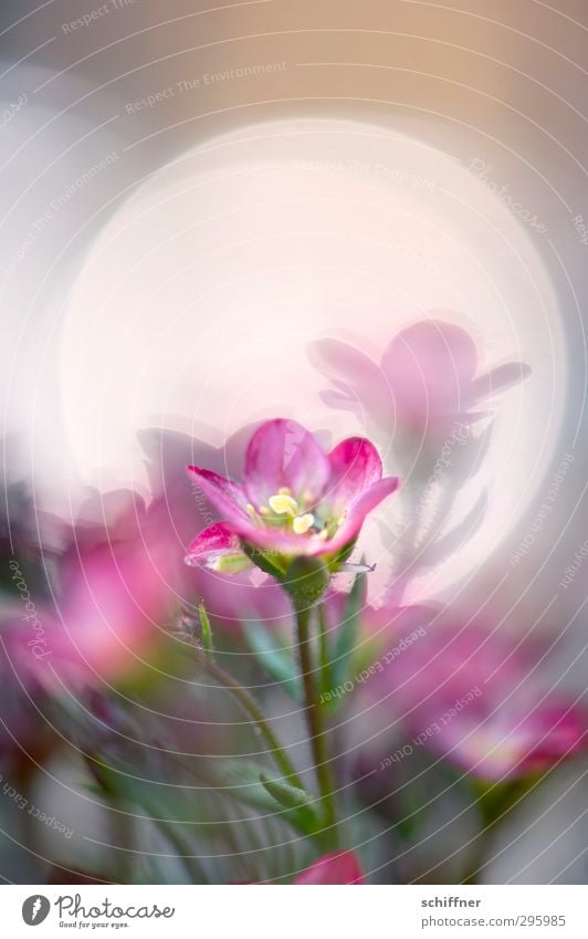 Lichtblick Pflanze Frühling Blume Duft Fröhlichkeit grün rosa Blüte Blütenpflanze Blütenblatt Blütenstempel Lichterscheinung Reflexion & Spiegelung Lichtspiel