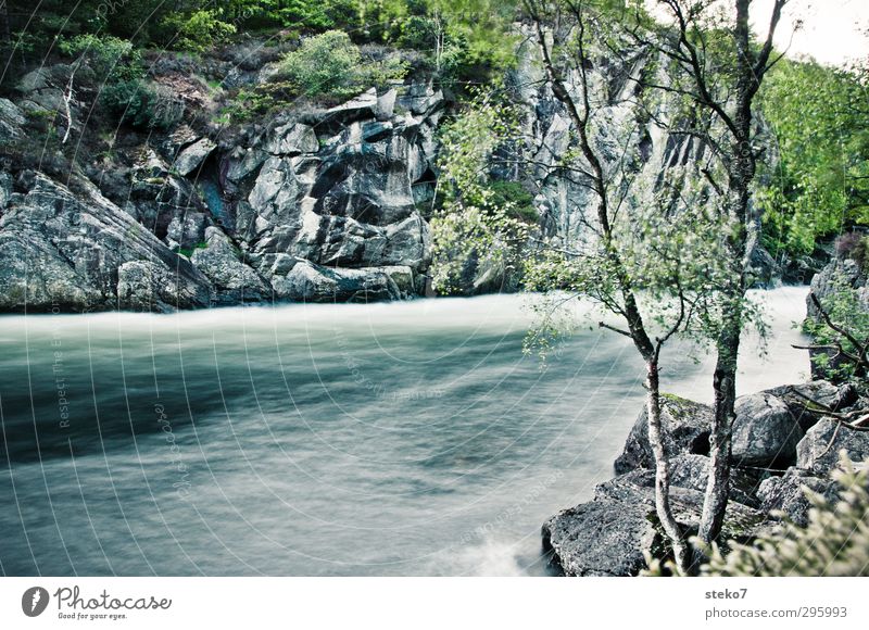 kaltes Wasser Natur Baum Felsen Flussufer Gesundheit natürlich wild blau grau grün Norwegen Farbfoto Außenaufnahme Menschenleer Textfreiraum unten