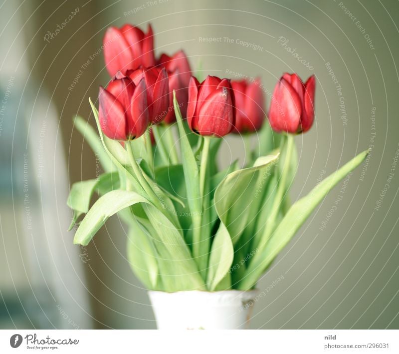 Frühlingsanfang – rot Umwelt Natur Pflanze Tulpe grün Frühlingsgefühle Blume Blumenstrauß Blüte Vase Farbfoto Innenaufnahme Detailaufnahme Morgen Tag Kontrast