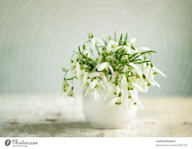 Stilleben mit Schneeglöckchen Frühling Blume Vase Blumenstrauß Duft Fröhlichkeit frisch natürlich positiv schön grün weiß Frühlingsgefühle Romantik elegant