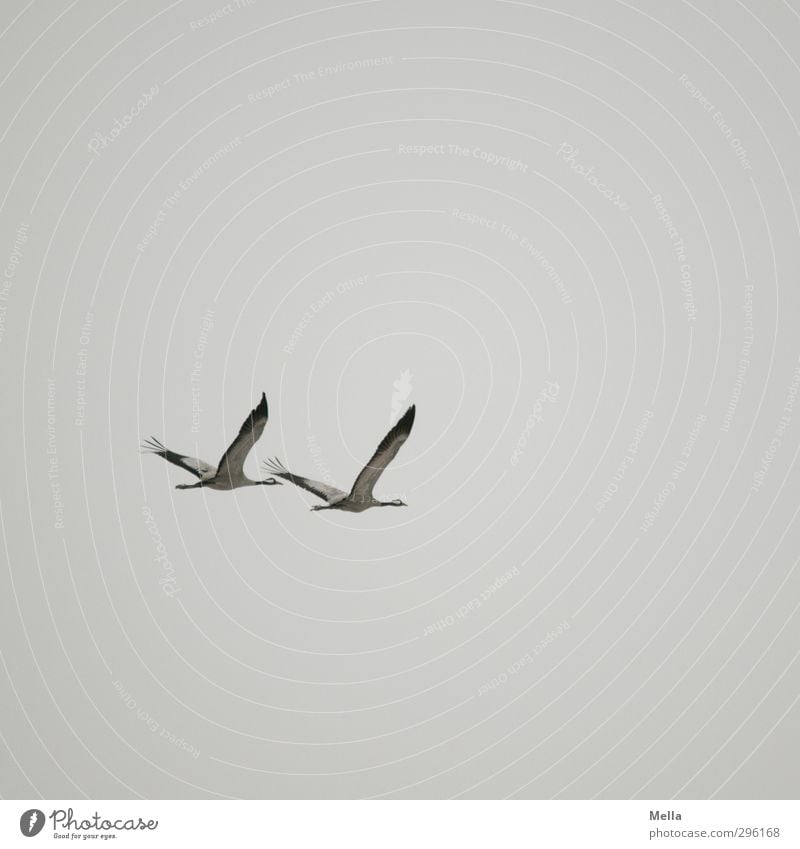 Wege Umwelt Natur Tier Luft Himmel Wildtier Vogel Kranich 2 Tierpaar fliegen frei Zusammensein natürlich grau Treue Bewegung Freiheit gleich synchron paarweise
