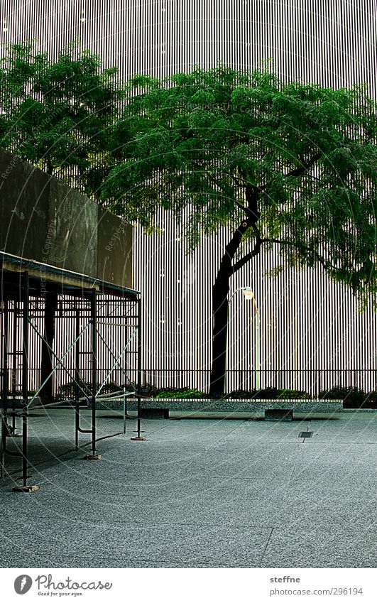 naturban Baum Chicago USA Stadt Stadtzentrum Fassade Natur Gerüst Laterne Pflanze Farbfoto