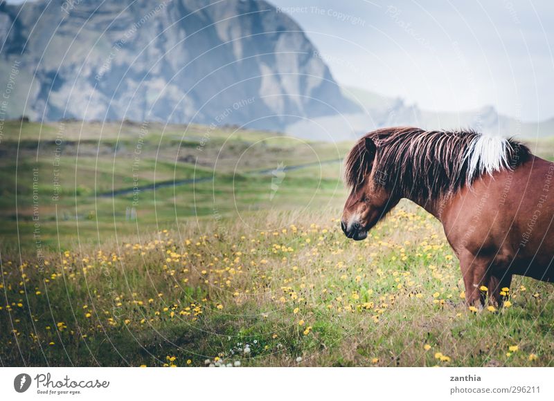 Iceland Horse Pferd 1 Tier stehen Glück Tierliebe ruhig Fernweh Zufriedenheit Bewegung Erholung Erwartung Ferien & Urlaub & Reisen Freiheit Freizeit & Hobby