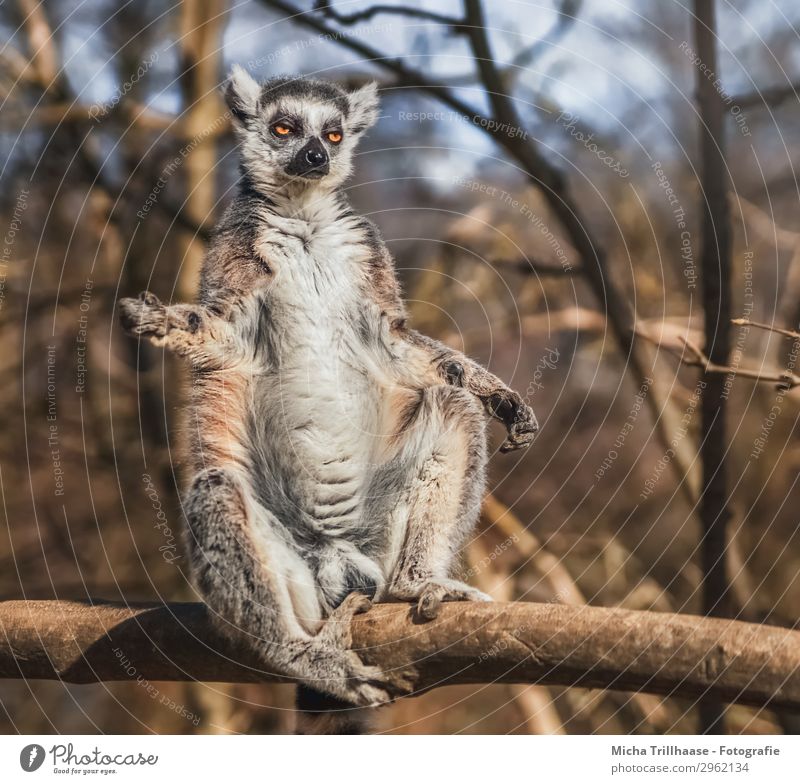 Affe nimmt ein Sonnenbad Natur Tier Himmel Sonnenlicht Schönes Wetter Baum Wald Wildtier Tiergesicht Fell Pfote Affen Katta Halbaffen Auge Beine Arme Ohr 1