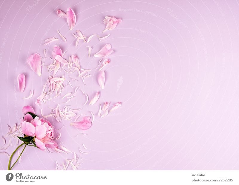 rosa Pfingstrosenblume und verstreute Blütenblätter schön Sommer Dekoration & Verzierung Feste & Feiern Hochzeit Natur Pflanze Blume Blatt Blumenstrauß Blühend
