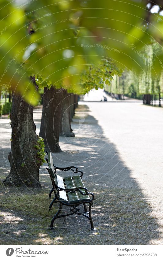 Bald ist wieder Parkzeit Sommer Schönes Wetter Pflanze Baum Blatt Grünpflanze Stadt Freundlichkeit grau grün Lebensfreude Frühlingsgefühle Gelassenheit Erholung