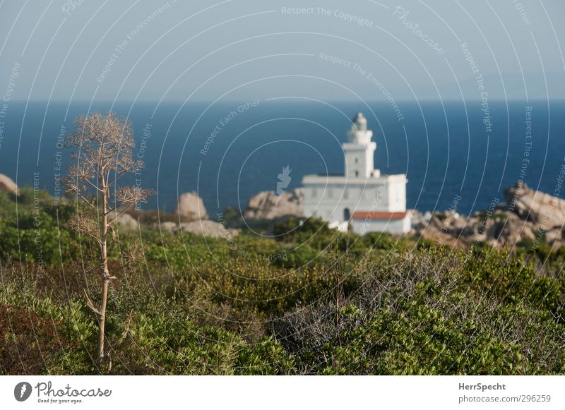 Capo Testa Ferien & Urlaub & Reisen Natur Wolkenloser Himmel Sommer Schönes Wetter Pflanze Grünpflanze Wildpflanze Felsen Küste Meer Mittelmeer Italien