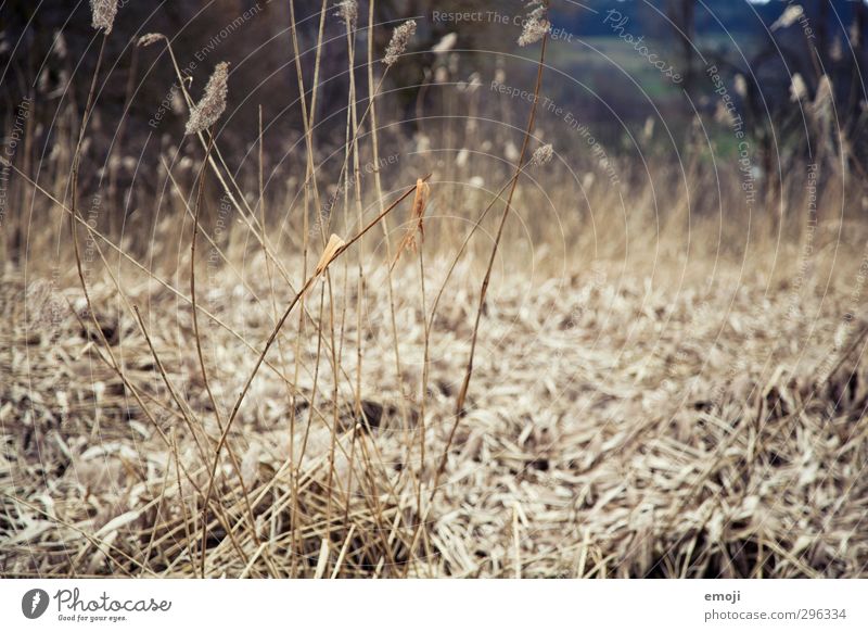 Gräser Umwelt Natur Landschaft Pflanze Gras natürlich trocken braun grau Schilfrohr Farbfoto Gedeckte Farben Außenaufnahme Menschenleer Tag