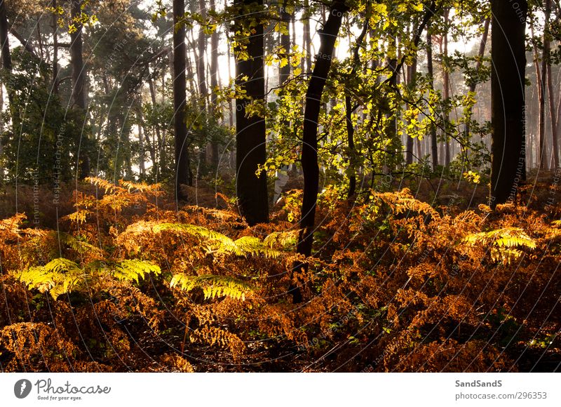 Waldlicht Herbst Baum Blatt braun gelb Farbe fallen Wurmfarn Licht Sonnenschein Holz Außenaufnahme