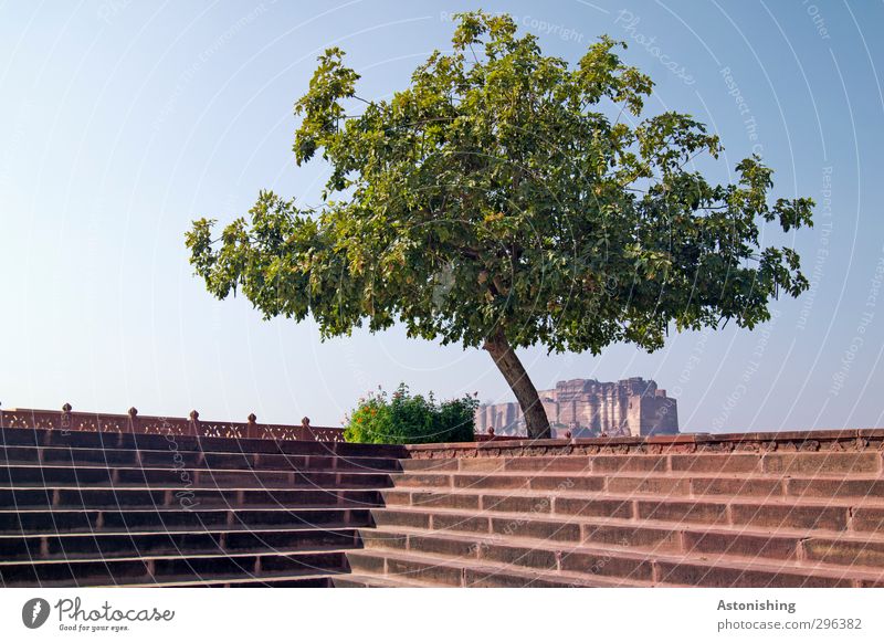 überdachte Frestung Natur Pflanze Himmel Wolkenloser Himmel Frühling Wetter Schönes Wetter Wärme Baum Sträucher Park Jodphur Rajasthan Indien Asien Stadt Haus