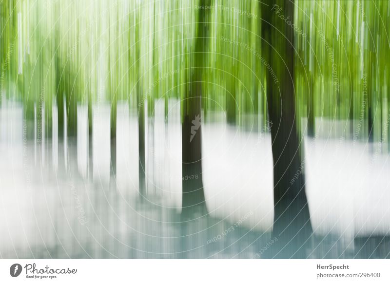 Frühling (Freudensprung) Sommer Schönes Wetter Baum Grünpflanze Park Wald ästhetisch außergewöhnlich braun grau grün Allee Baumstamm Bewegungsunschärfe vertikal