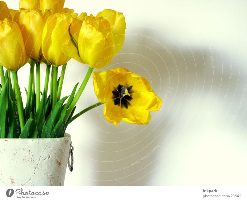 Schau mich an Blume Tulpe Vase gelb grün Pflanze Dekoration & Verzierung