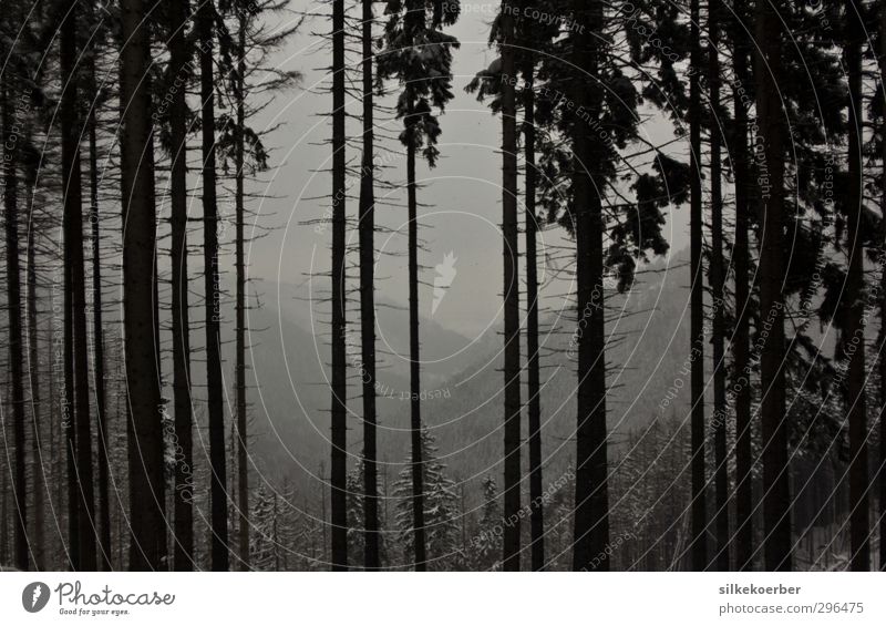 Wald Natur Landschaft Winter Nebel Schnee Baum Hügel Berge u. Gebirge Harz dunkel gruselig natürlich grau schwarz weiß kalt grauenvoll Schwarzweißfoto